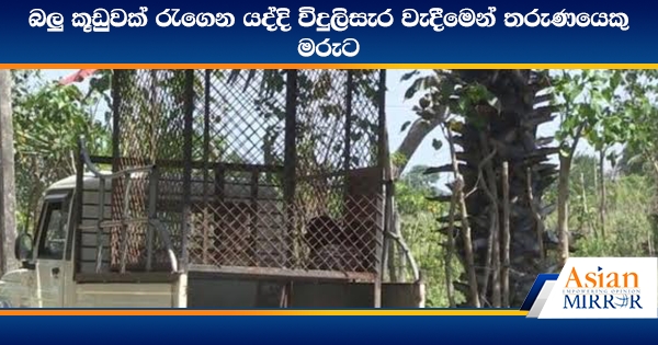 බලු කූඩුවක් රැගෙන යද්දි විදුලිසැර වැදීමෙන් තරුණයෙකු මරුට