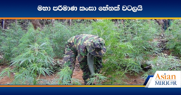 මහා පරිමාණ කංසා හේනක් නුවරඑළියෙන් වටලයි